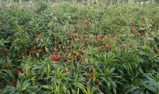 朝天椒移栽种植方法 如何种植朝天椒