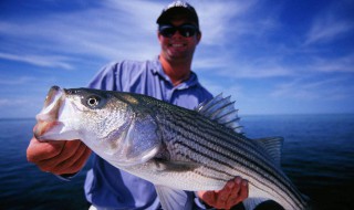 钓鲈鱼正确方法 这样才是钓鲈鱼的正确方法