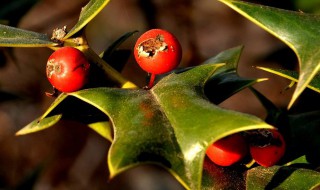 老鼠子刺的修剪方法 老鼠刺怎么修剪