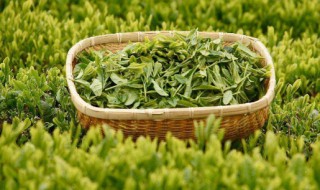 茶的发酵方法和技巧 茶的作用