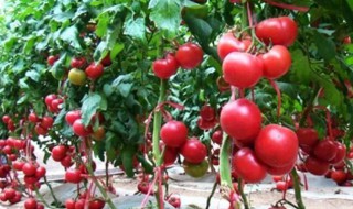 种植西红柿的技巧 如何种植西红柿