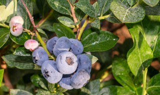 种植蓝莓生活小窍门 蓝莓如何施肥