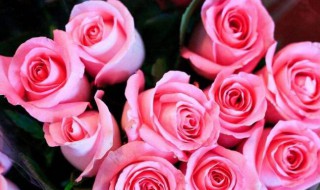20朵玫瑰代表什么意思 20朵玫瑰的含义