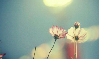 英文昵称微信 英文微信名字简单气质