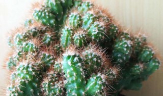 虎头山影养护方法 虎头山影的养殖方法