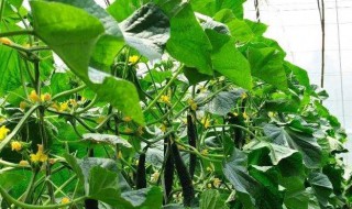 金玉兰种植方法 金玉兰菜种植技术