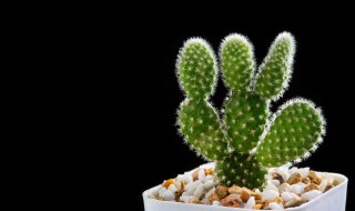 仙人掌种植的方法 仙人掌的栽培方法？