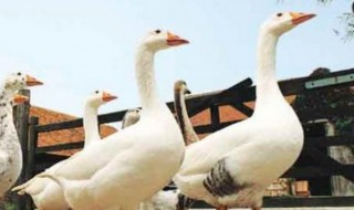 种鸭的养殖方法 种鸭如何养殖