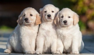 狗的正确养殖方法 如何正确养狗