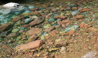 水清则无鱼什么意思 水清则无鱼怎么理解