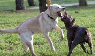 梦见和狗打架是什么意思 梦见和狗打架的寓意