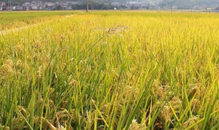稻谷水土种植方法 稻谷如何种植