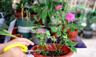 月季剪枝方法 适合新手的月季修剪方法