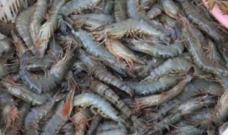 挑虾脑的最佳方法 挑虾脑的方法