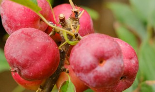 格尔海棠养殖方法 养殖海棠的步骤