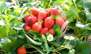 草莓壮苗新方法 草莓繁育壮苗的最好方法分享