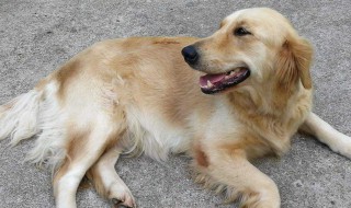 世界上最霸气的狗名字 世界上最霸气的狗名字有哪些