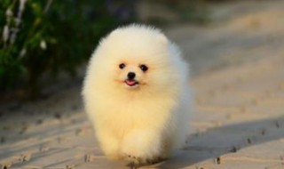 博美训犬方法 博美如何训练