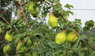 栽梨树苗方法 梨树如何栽培