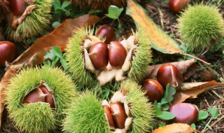 生板栗贮藏方法 教你6种方法长久保存