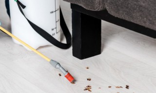 蟑螂的治理方法 这五种方法十分有效