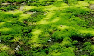 苔藓移植方法 苔藓如何移植