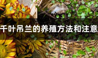 千叶吊兰的养殖方法 种植时要注意哪些方面