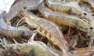 冰箱冻虾方法 虾的营养价值及功效