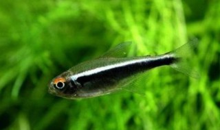 黑灯鱼的饲养方法 黑灯鱼如何饲养