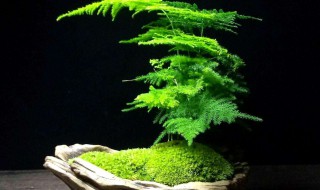 文竹换土的方法 换土方法如下