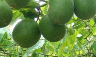 新鲜罗汉果怎么保存 新鲜罗汉果保存方法