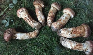 鲜松茸怎么保存 鲜松茸保存的方法