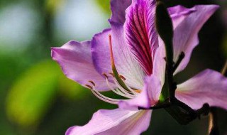 羊蹄甲盆栽养殖方法 养殖羊蹄甲盆栽的方法