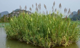 新鲜的芦苇叶怎么保存 有什么保存的技巧