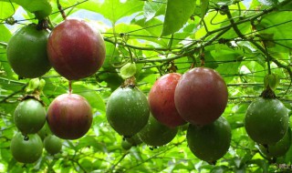 百香果如何正确浇水 正确浇水方法如下