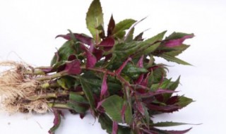 天葵的功效与作用 天葵的简介