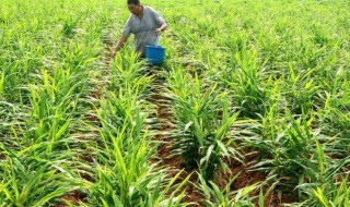 栽姜方法 姜如何栽种