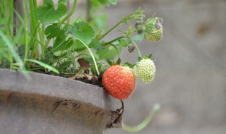 盆栽种植水果技巧 可以先从这五种水果着手