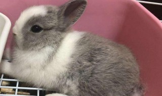 侏儒兔怎么养 侏儒兔如何饲养
