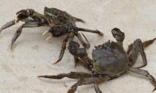 捕捞河蟹的技巧 河蟹捕捞的五个方法