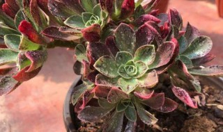 法师有几种繁殖方法 黑法师怎么繁殖