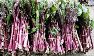 红油菜种植方法和时间 种植后如何养护