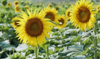 心情美美哒说说 有哪些唯美句子