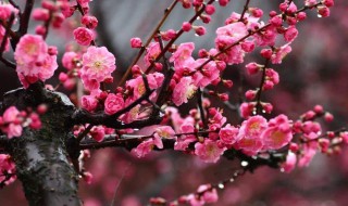 梅象征什么 梅花有哪些寓意象征