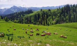 新疆有什么好玩的 新疆旅游必去景点介绍