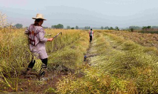 菜籽播种方法 菜籽油的功效与作用