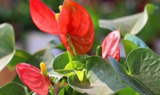 红掌的繁殖方法 红掌如何繁殖