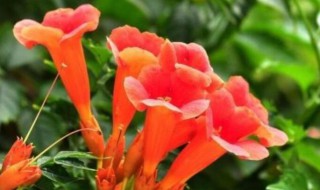 凌霄花的扦插方法 凌霄花如何扦插