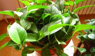 绿萝浇水方法 绿萝如何浇水