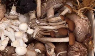 草菇保存方法 草菇保存方法是什么